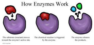 How an enzyme works